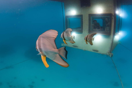 Дом "Манта" с подводной комнатой (Manta Underwater Room) в Танзании от Genberg Underwater Hotels.