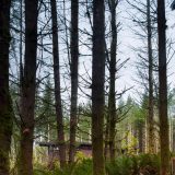Очень простой лесной дом