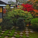 Мох в японском саду (Moss Gardens)