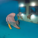 Дом "Манта" с подводной комнатой (Manta Underwater Room) в Танзании от Genberg Underwater Hotels.