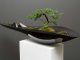 Плантатор Касокудо Бонсай (Kasokudo Bonsai Planter) от Adrian Magu.